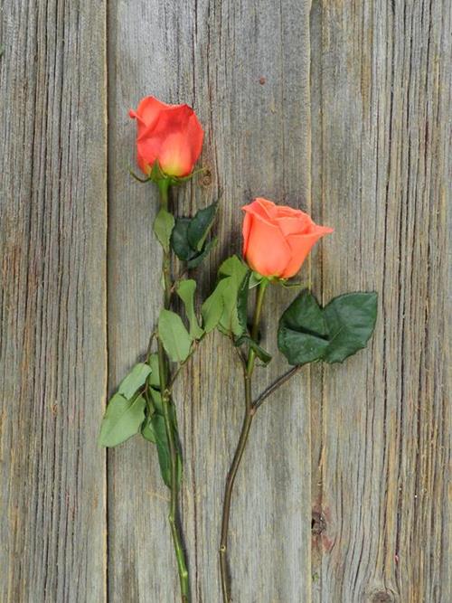 ORANGE CRUSH   ROSES